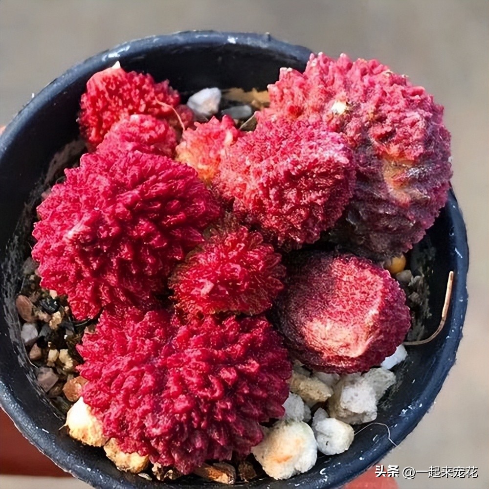 越养越丑的多肉,好养大气又好看的多肉