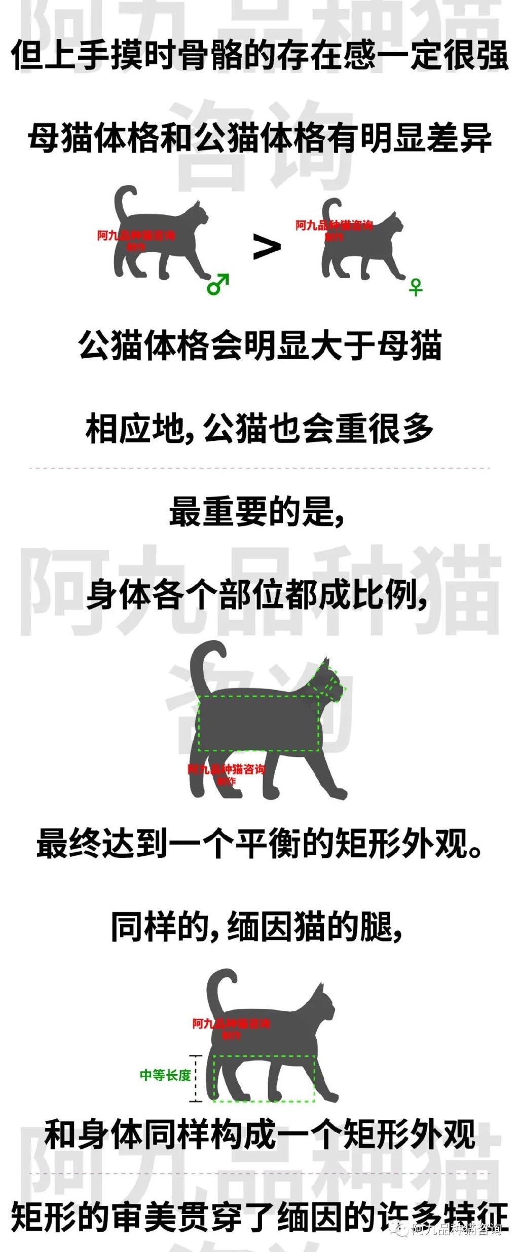 缅因猫品相极好的多少钱,品相一般的缅因猫什么价格