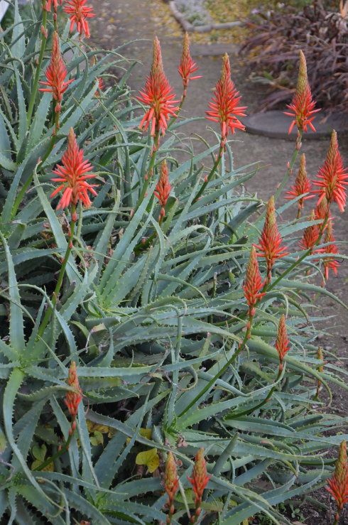 喜欢养花的人都会养什么花,喜欢养花的能不能养猫