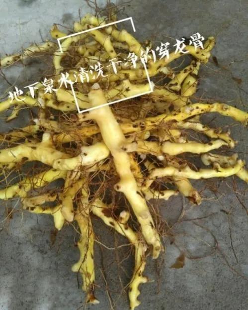 刨药材的视频,刨药材视频