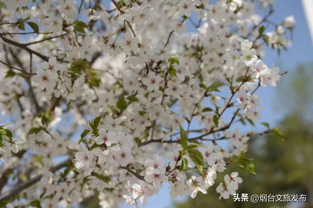 烟台2018年赏花攻略全集,春天烟台赏花地点推荐芝罘区