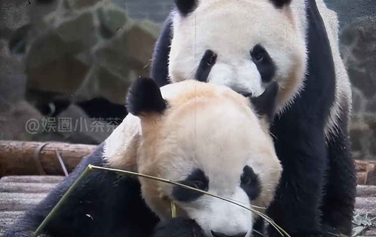 熊猫母子分开后再次相见,熊猫至死不渝的爱情