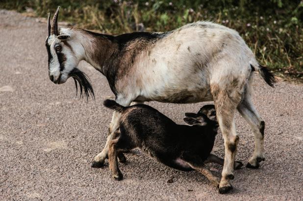 山羊怀孕的鉴别方法图解,山羊怎么辨别怀孕了