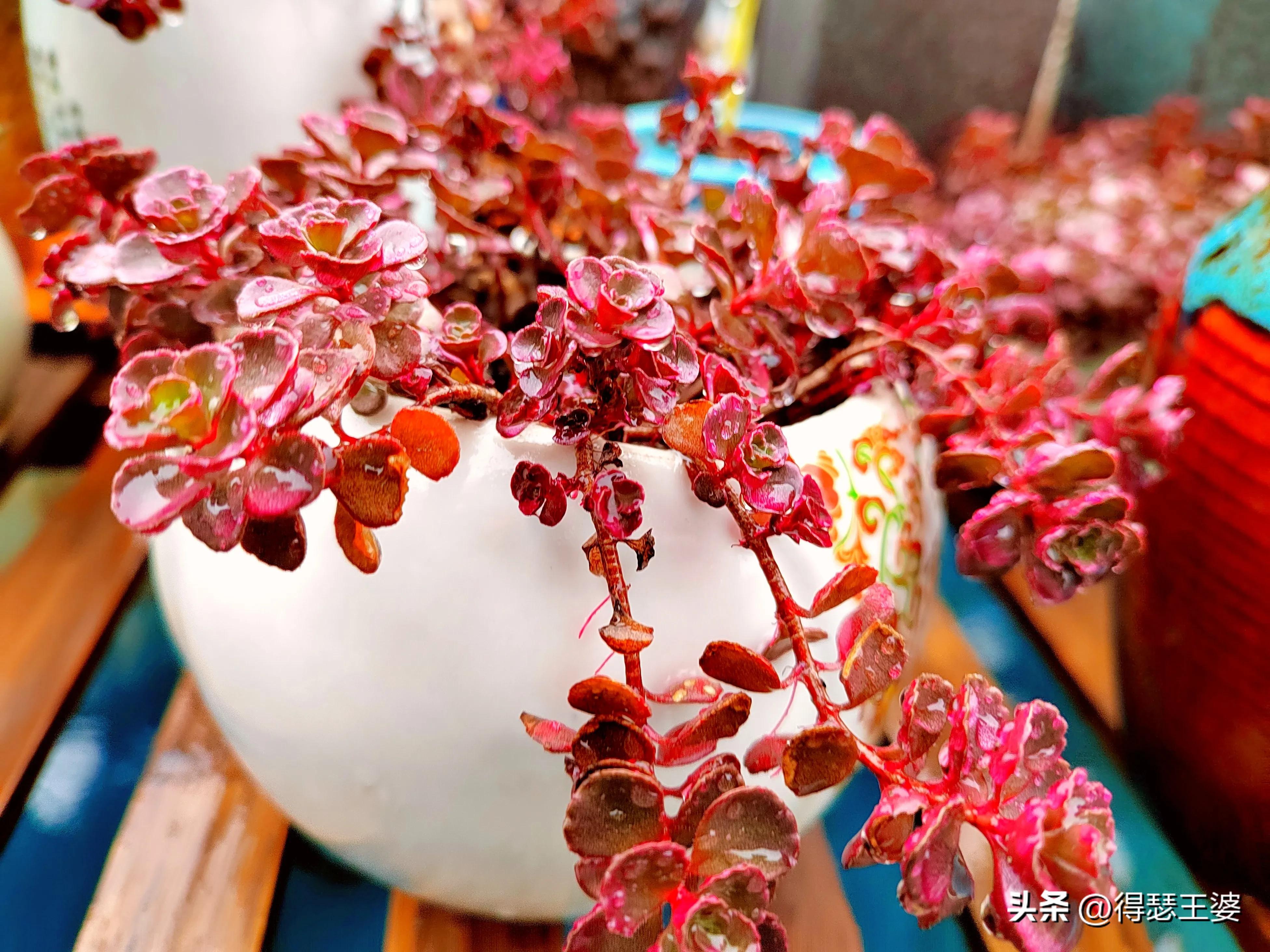 有什么办法切割酒瓶,陶瓷酒瓶如何切开种花