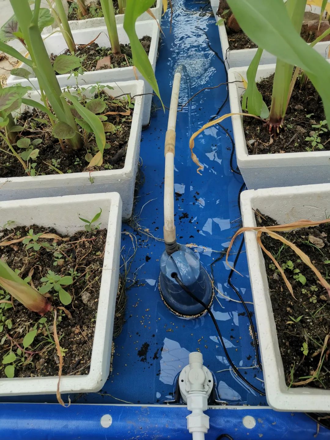 浅池二培,浅池厌氧