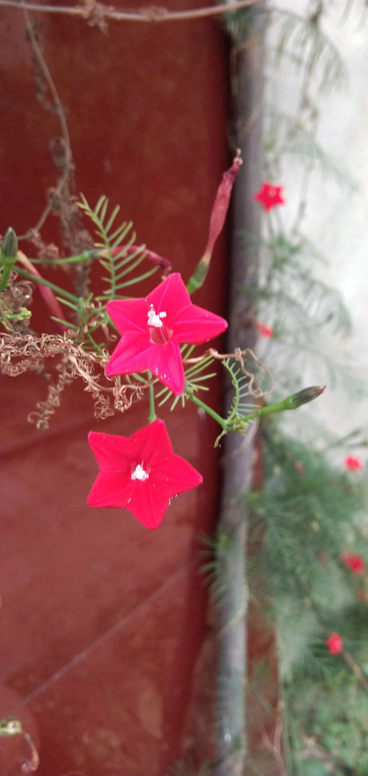 过年期间庭院开的草花,过年庭院开的花有哪些