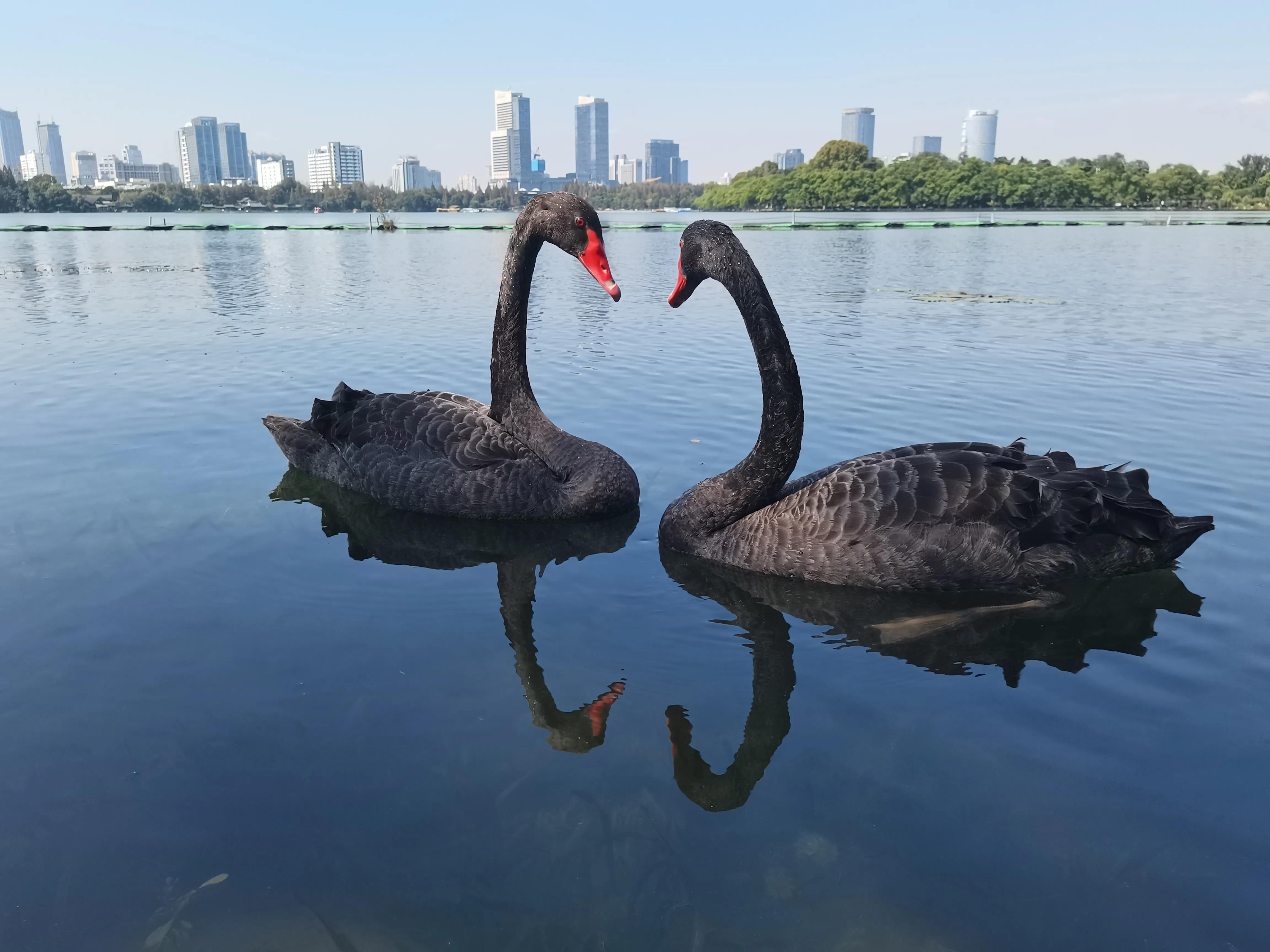 四川成都一对黑天鹅私奔,情人节黑天鹅