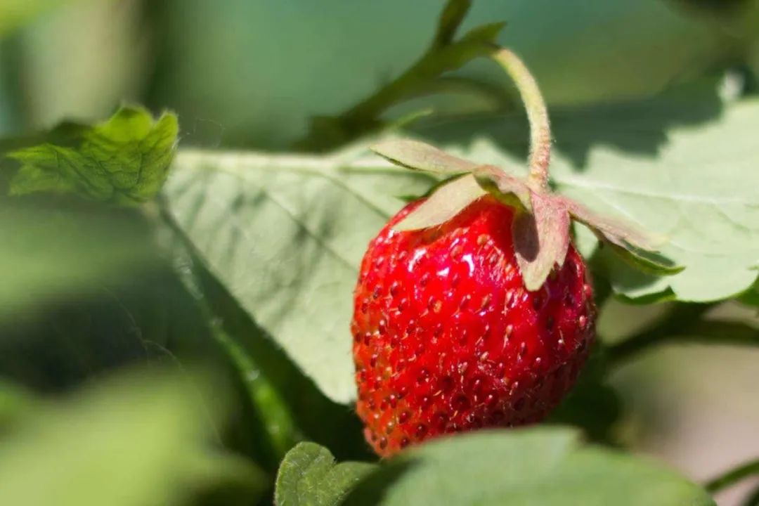 草莓的秘密,草莓的10种秘密