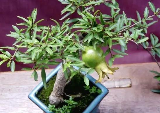 石榴冬季移树怎么才能成活率高,石榴树秋季时候移栽需要剪枝