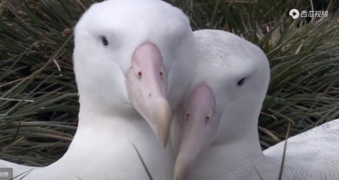 适合宅在家看的10部纪录片,记录国外冬季生活的纪录片