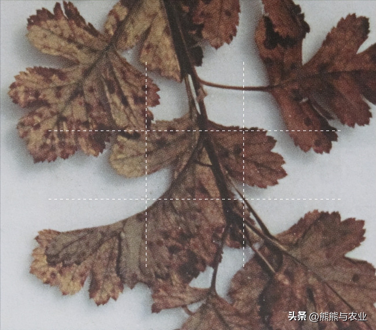 山楂常见病害及防治,山楂出现药害用什么药解