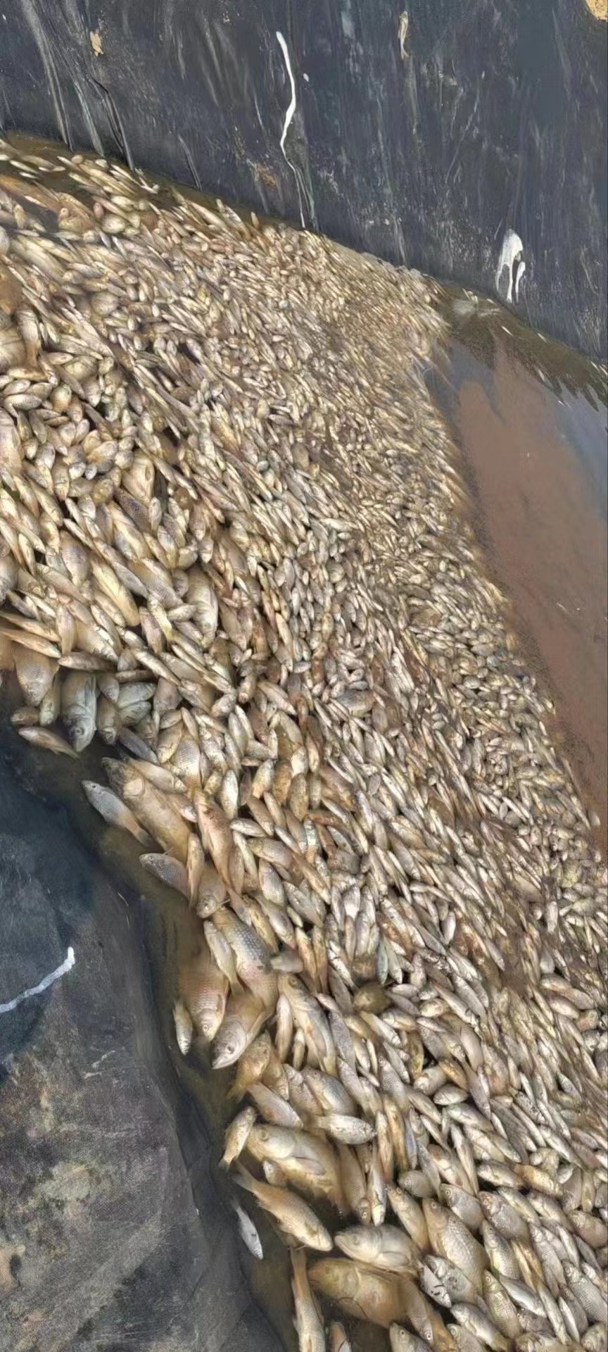 穿上“貂”的鱼处理不当直接翻塘，想要处理彻底看清楚最后两条。