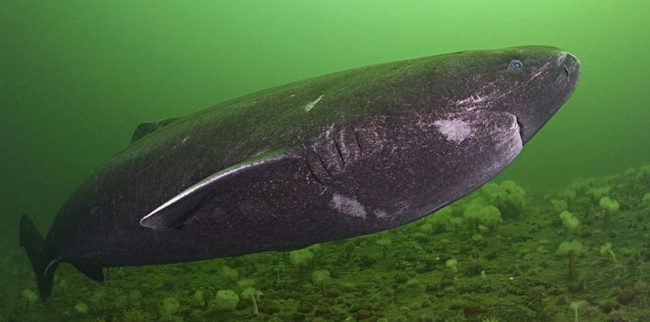 格陵兰睡鲨为什么濒临灭绝,格陵兰睡鲨喜欢睡觉