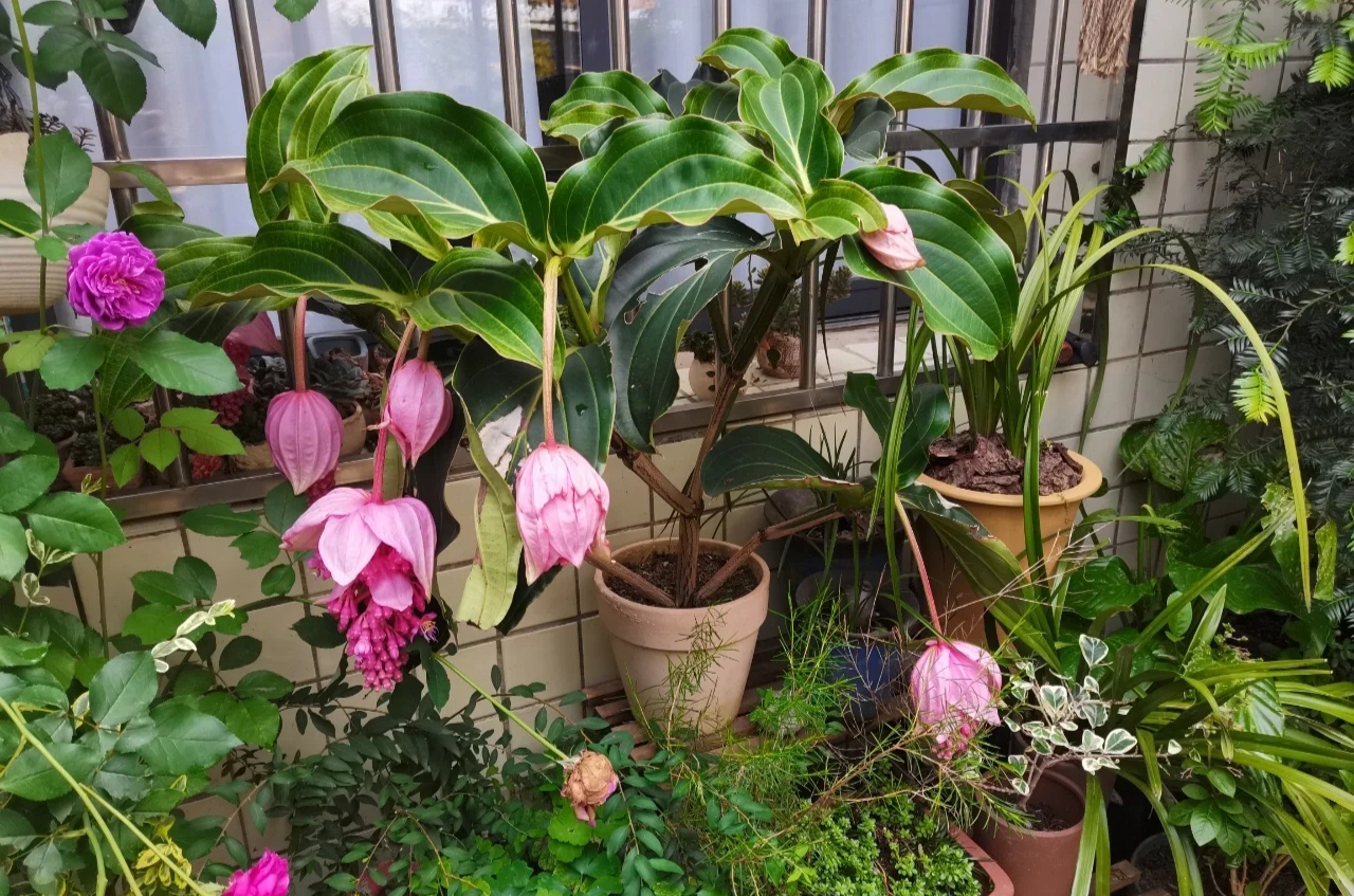 最美花王,花王宝莲灯