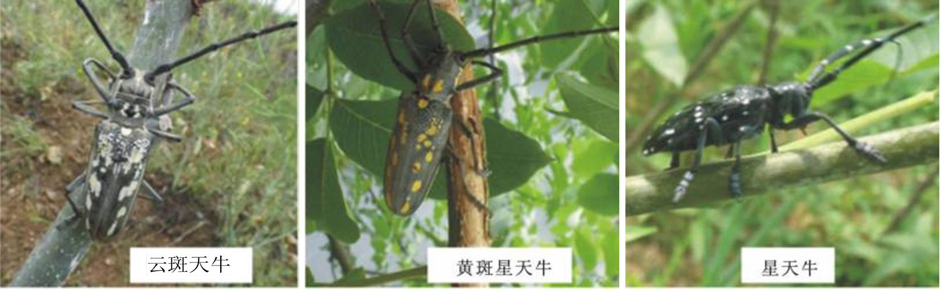 天牛泛滥成灾，数亿防护林被毁