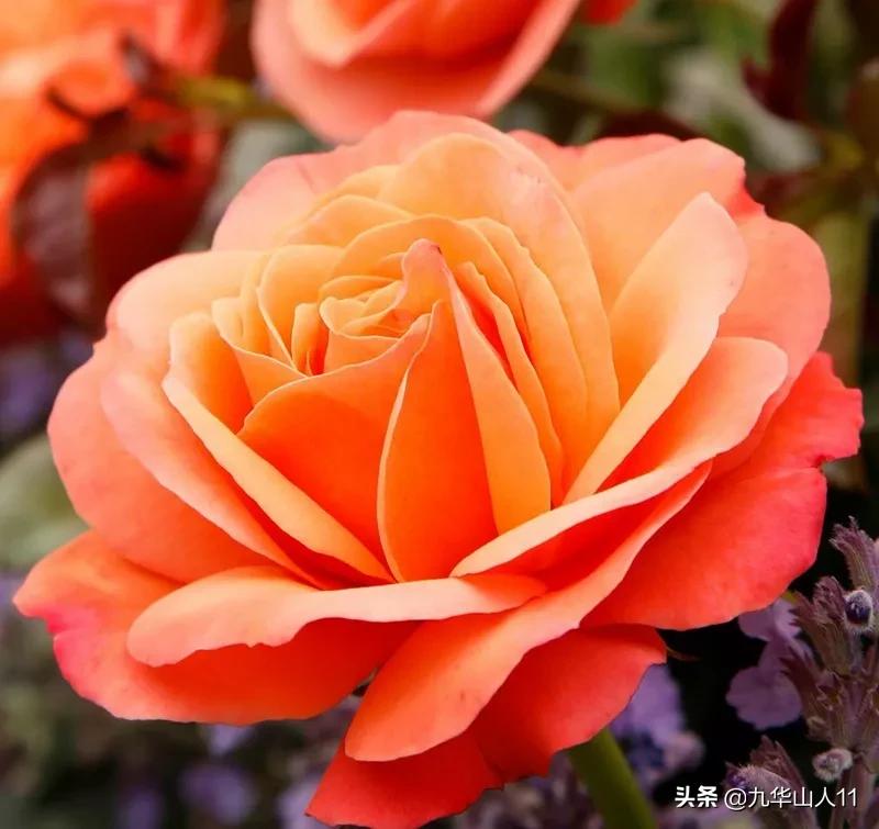 常见丰花月季品种一览,阳台盆栽丰花月季什么品种最好