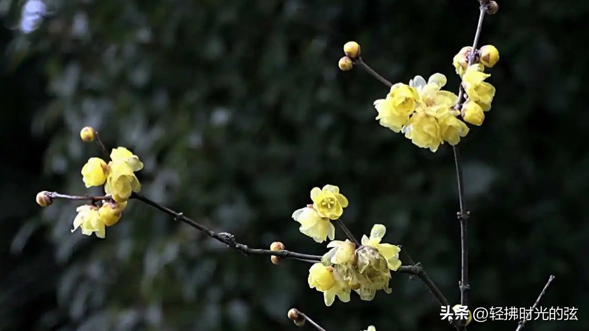 关于明月的诗唐诗宋词,最美明月唐诗宋词