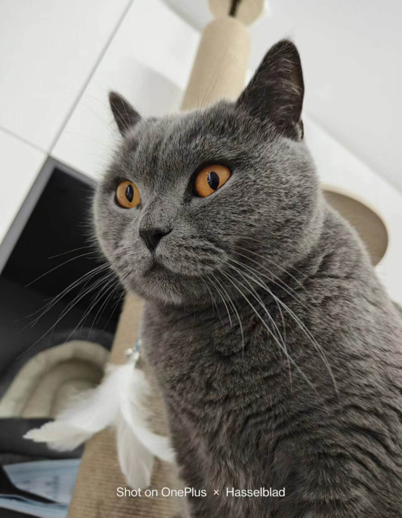 养猫必备好物清单,不贵又实用的养猫好物分享