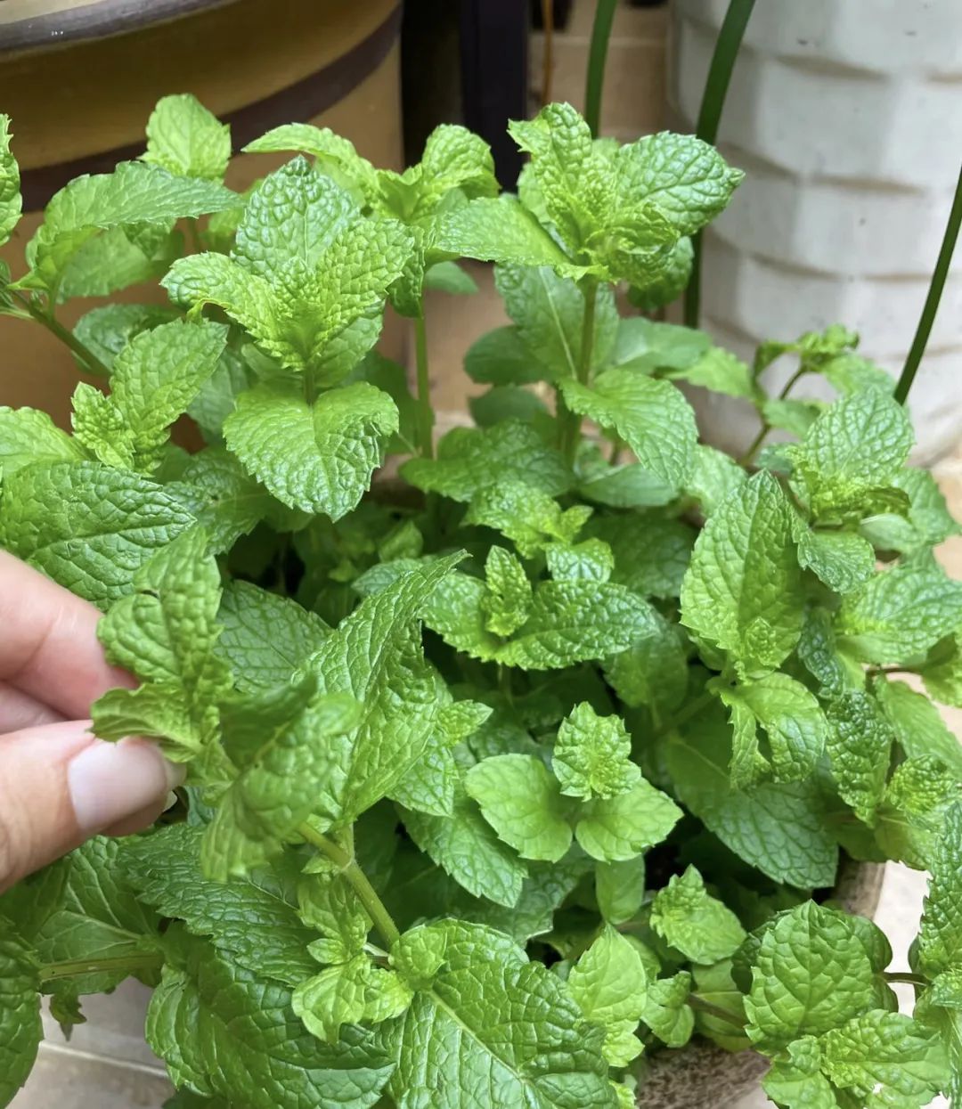 养花就养这几款好养易活,新手养花如何养便宜又好看