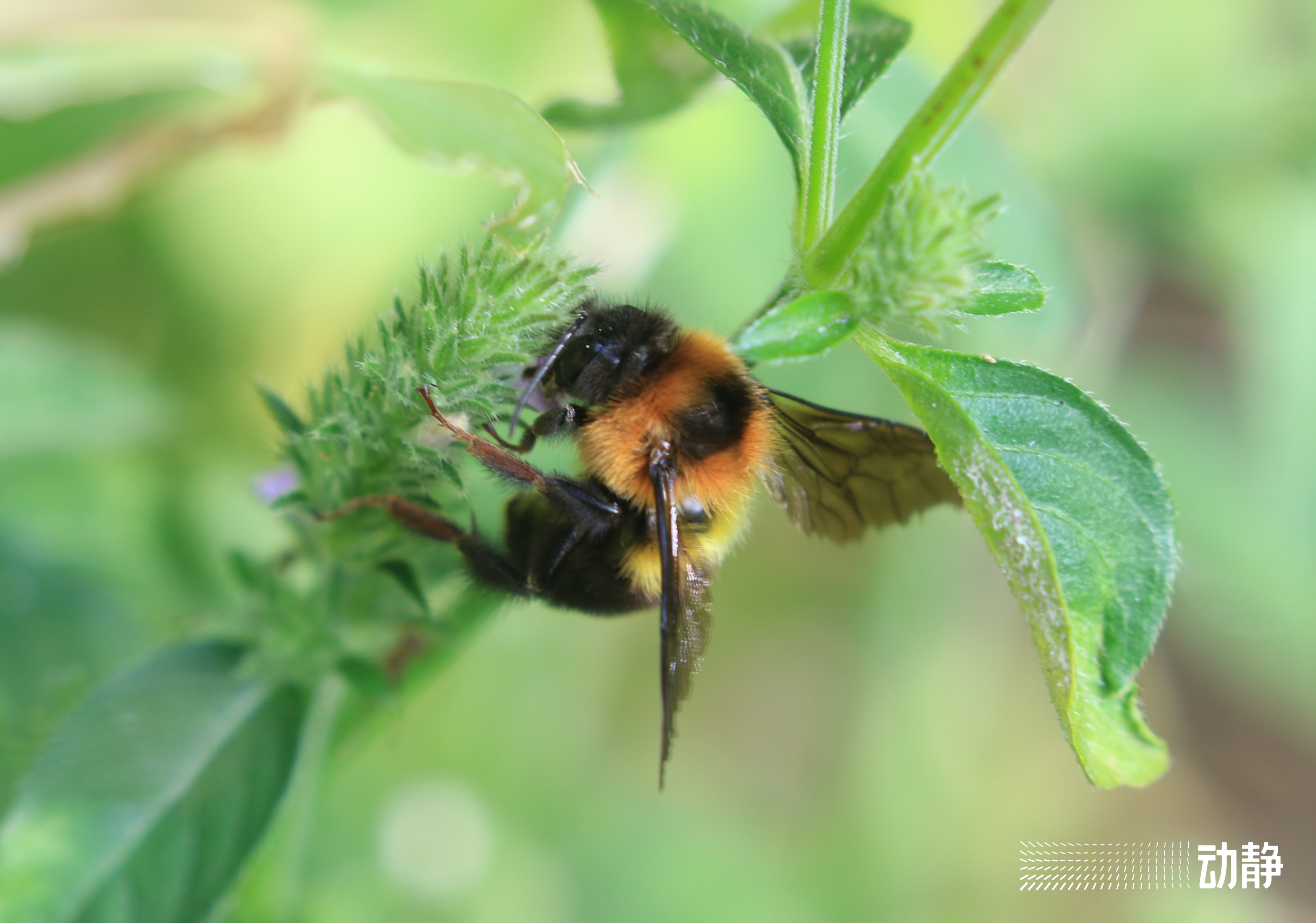 野性贵州有问必答丨蜜蜂界的“大个子”,又胖又萌,酿蜜筑巢样样行
