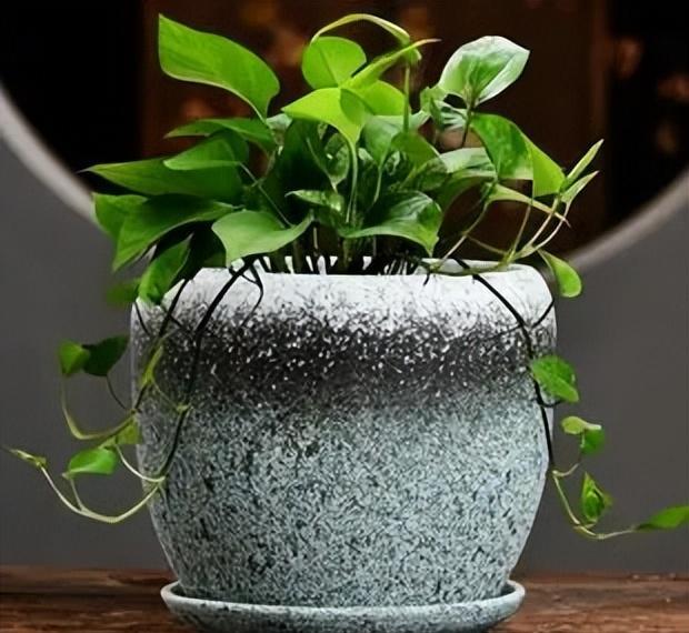 4种花很漂亮好养易活,4种花有阳光就爆盆