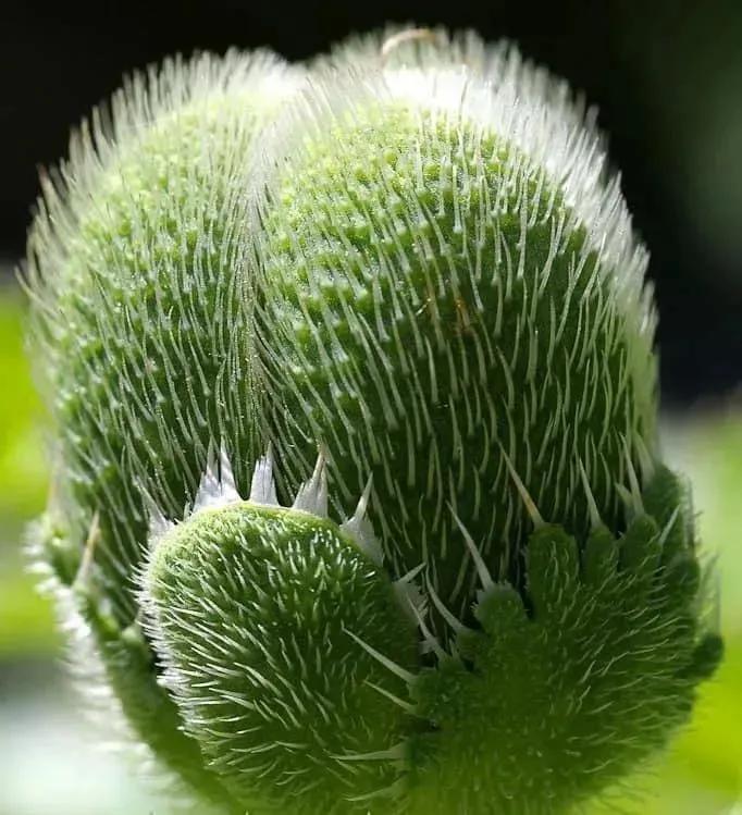 这二十幅极品花卉越看越醉,超好看又耐看的花卉图