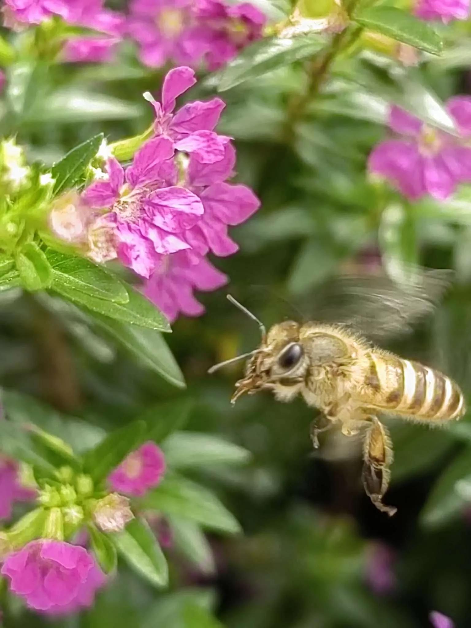 认识各种花的寓意,认识各种花的名称