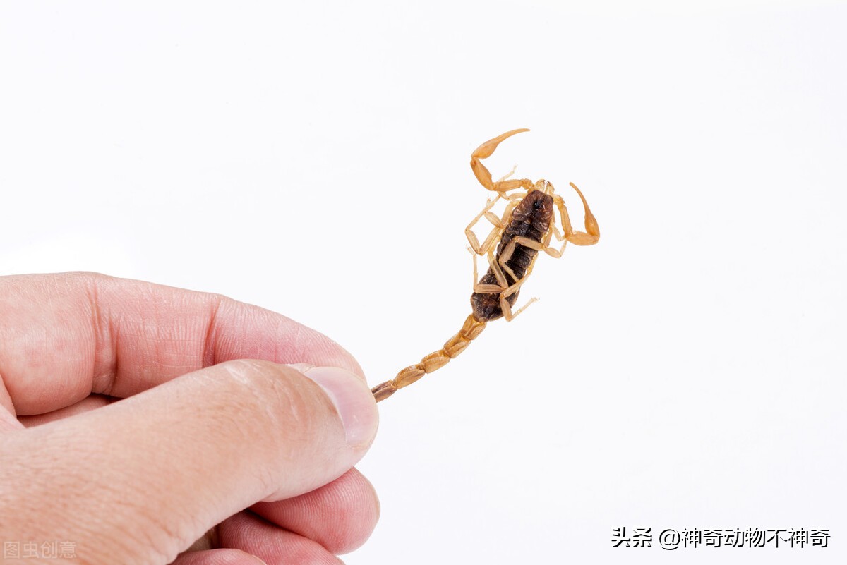 致命毒蝎号称“穷人的*品毒**”，巴铁还把它当烟抽，它有什么魔力？