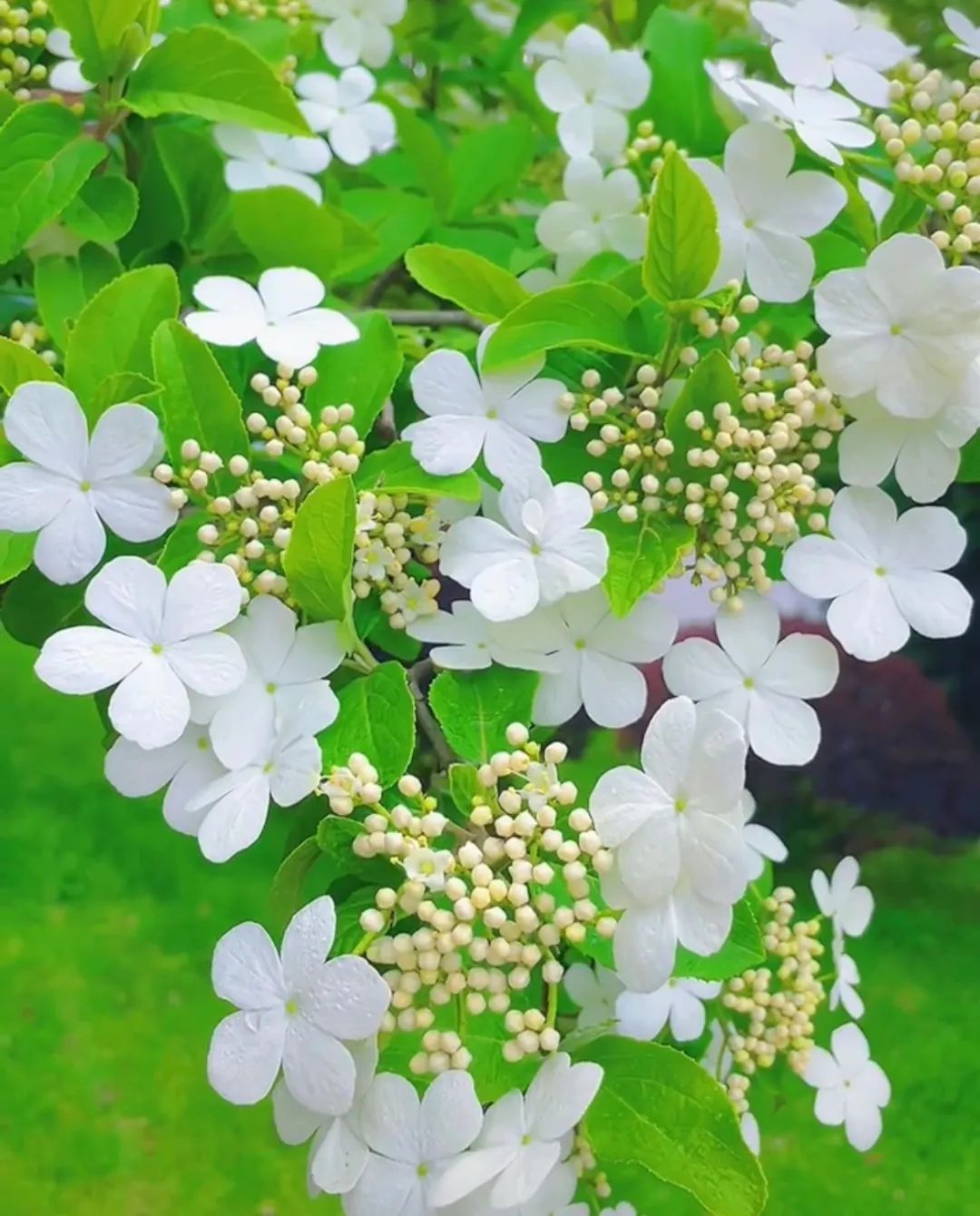 271教育|芳菲万里等你相遇——第一山无限*光春**好