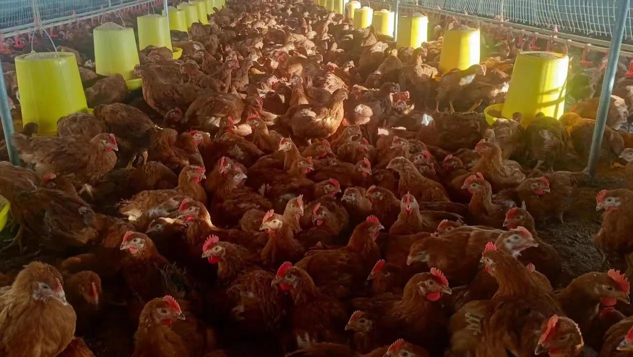 凤翔虢镇养鸡户,宝鸡凤翔养鸡