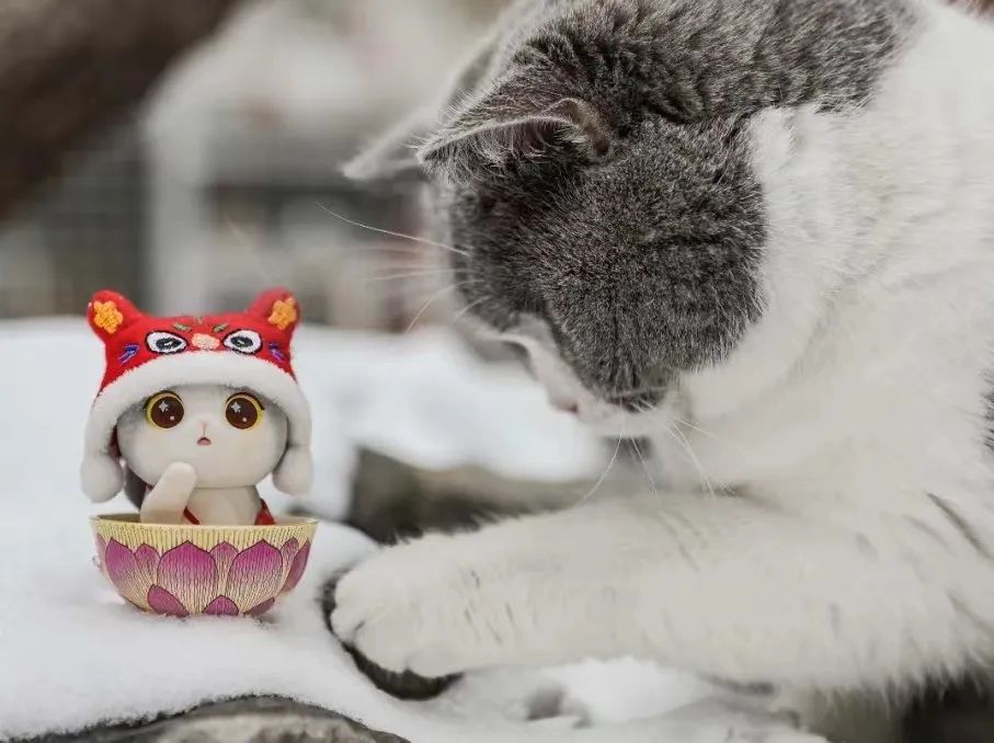 观复猫说过年抽奖,观复猫过年说