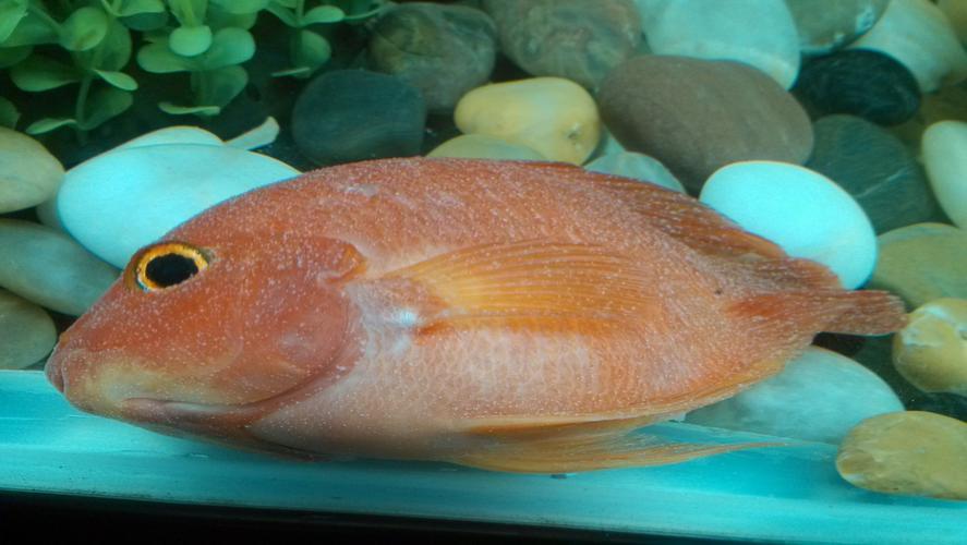 医生提醒禁止食用这四种鱼,会加重身体负担的4种鱼尽量少吃