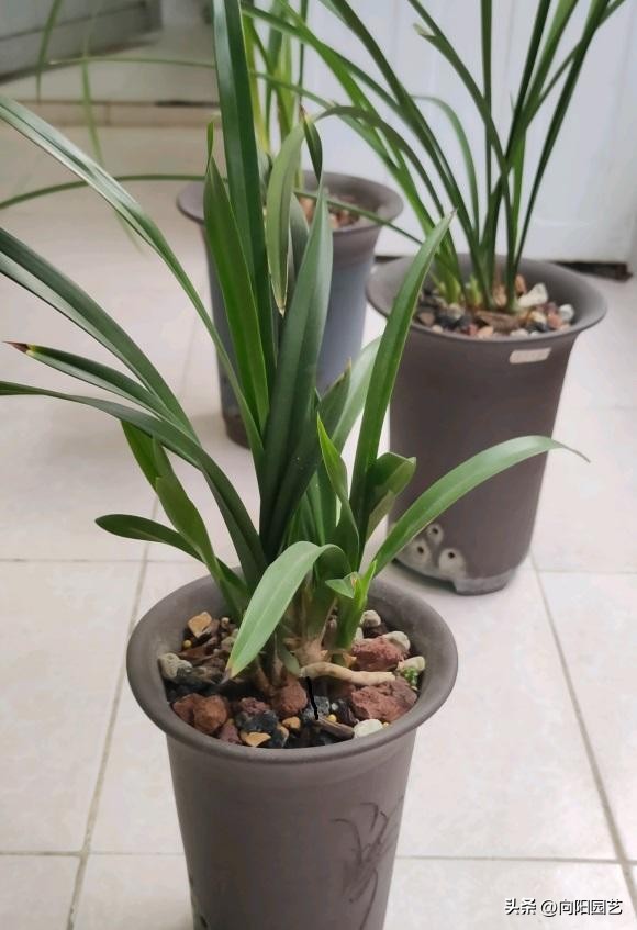 兰花夏天放在室外黄叶,家里的兰花枯萎了怎么救活