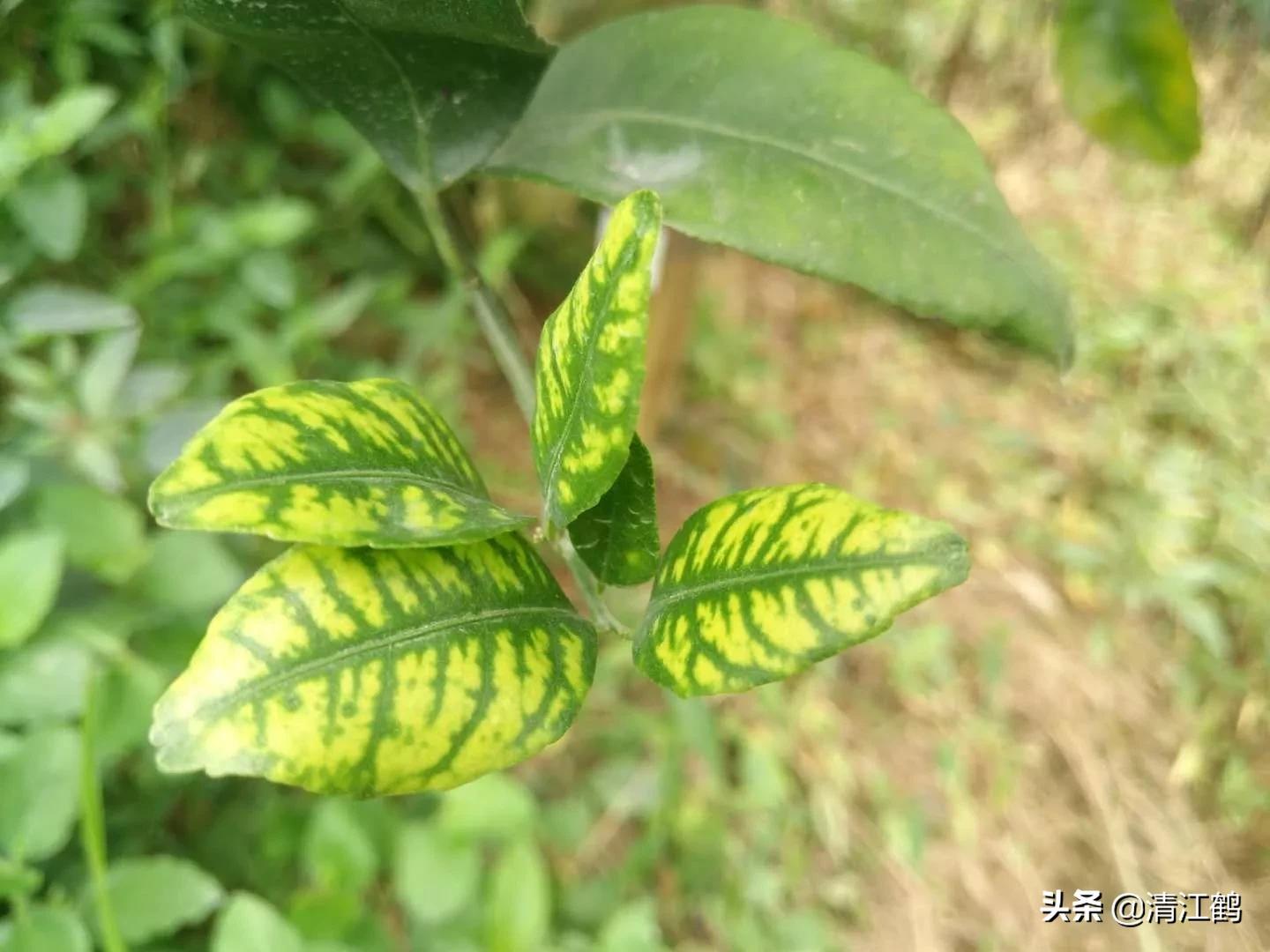 黄龙病的最新防治方法,黄龙病怎么治效果最好