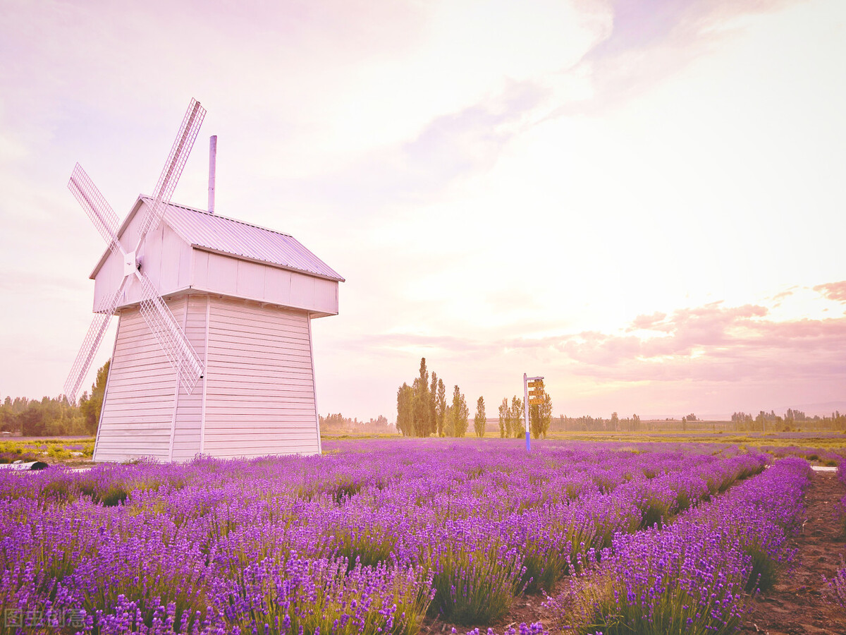啥地方种植薰衣草,中国的薰衣草能种的地方
