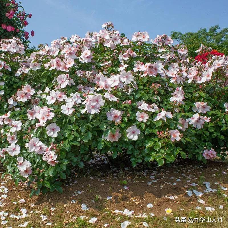 常见丰花月季品种一览,阳台盆栽丰花月季什么品种最好