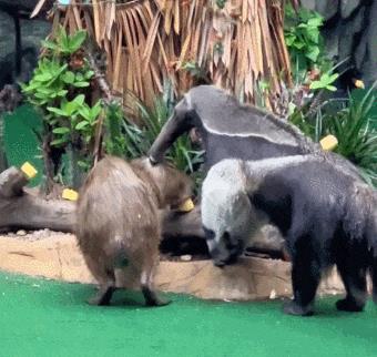 水豚喜欢一动不动,水豚为啥喜欢在水里