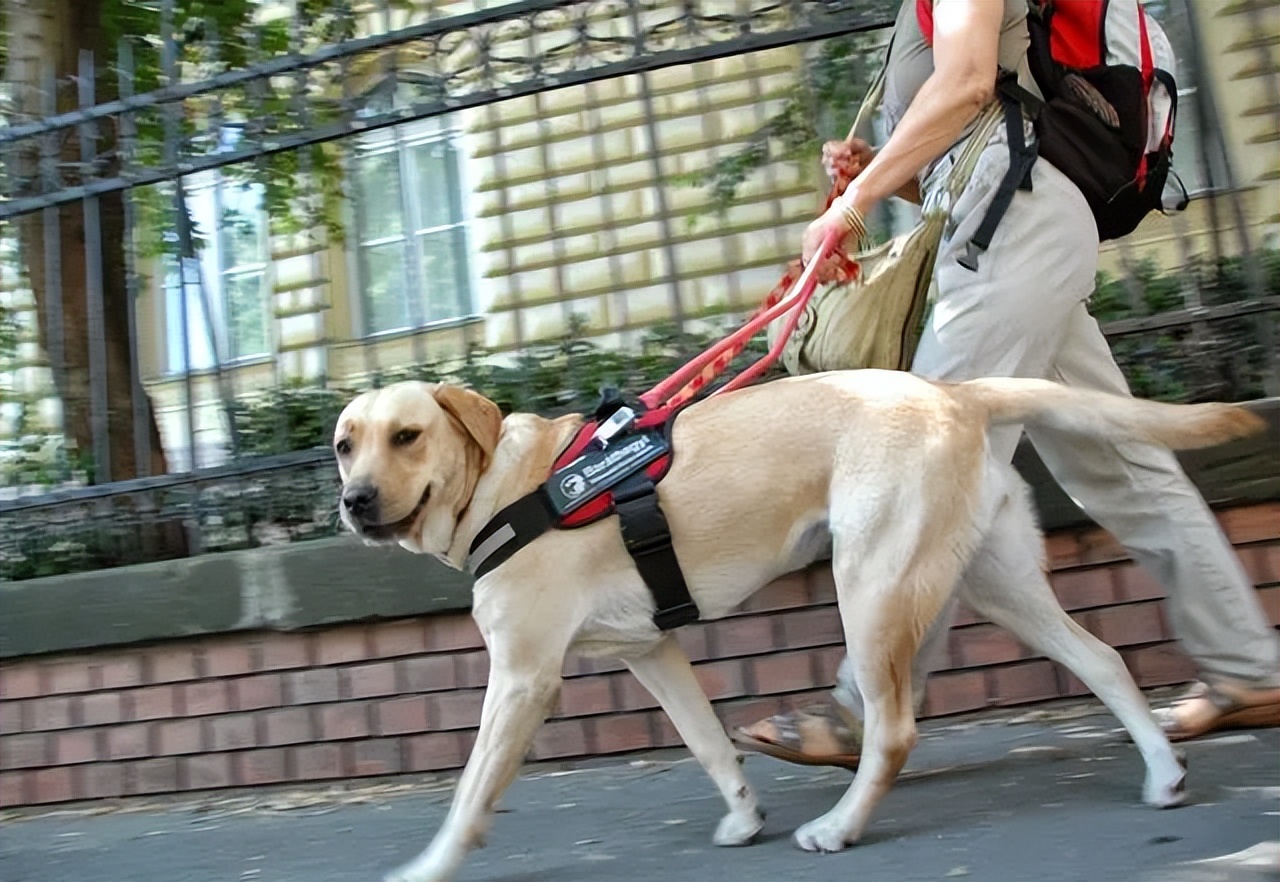 土狗成为导盲犬的辛酸,哪些品种的狗狗成为导盲犬