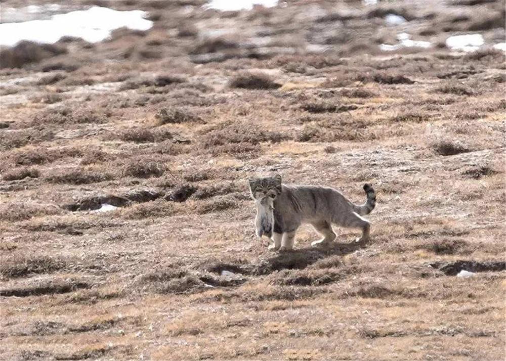三江源出现“猫中鳌拜”，体态矮胖，表情凶狠，能把毒蛇当辣条吃