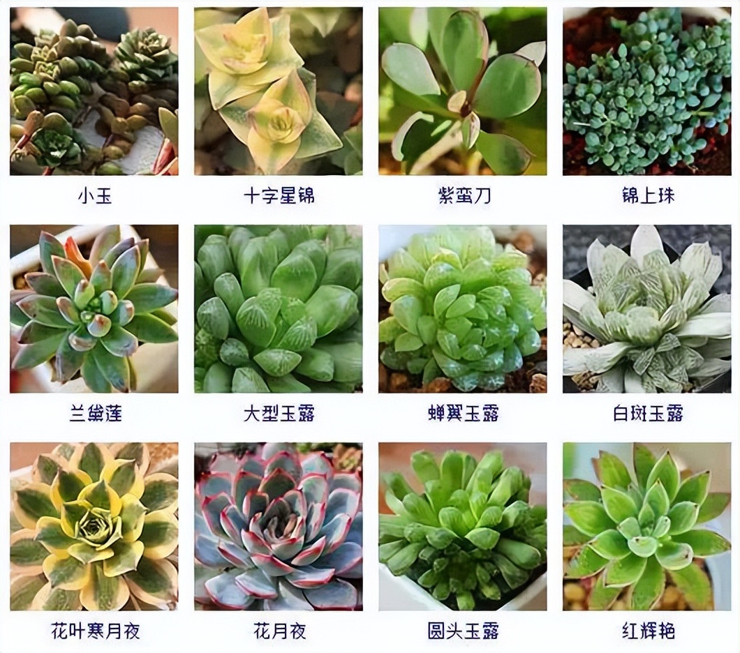 超全的100种常见多肉植物图谱,几种常见多肉植物的超详细介绍