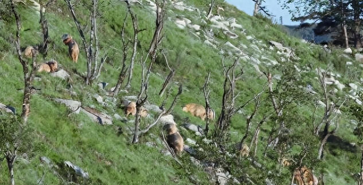 陕西眉县现一头“怪牛”该男子喂它很多次，网友看到：秦岭杀手王