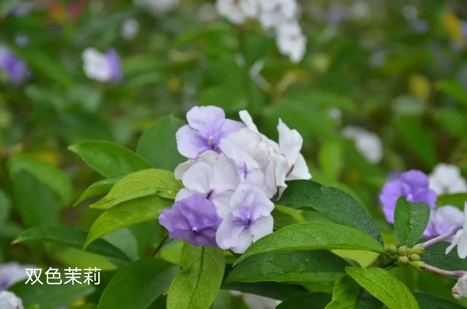 100种花草图片欣赏,50种花草图片大全
