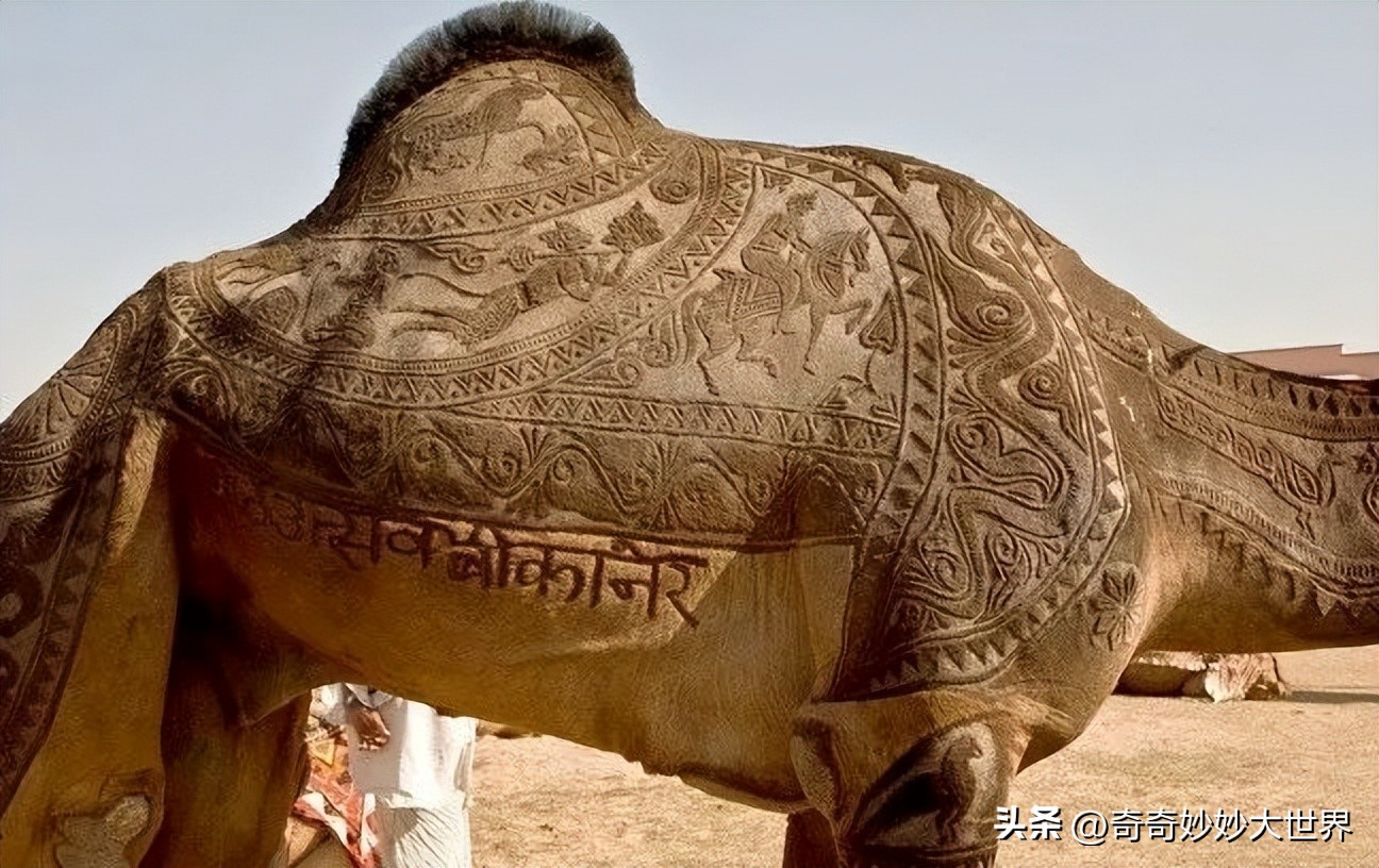 28张图看世界，欧洲贵妇的小便神器，在挪威“当官”的企鹅