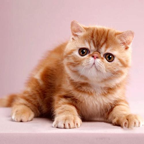 最不建议养的10种猫,最不建议养的5种猫