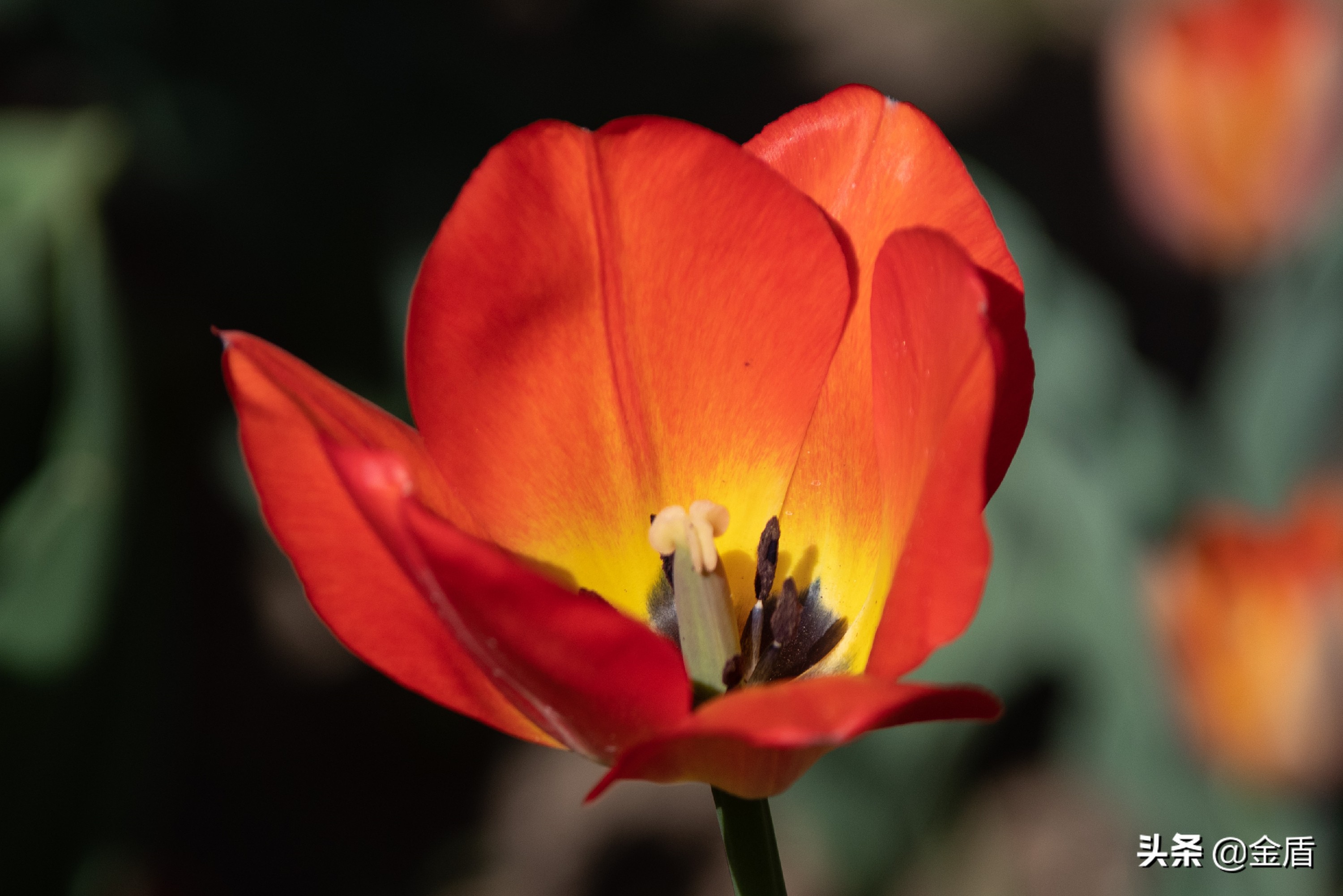 粉红皇后郁金香,花中皇后郁金香全集