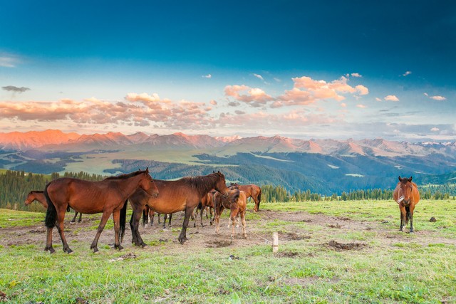 马年生肖马的人心胸开阔,生肖马2023年的感情怎么样