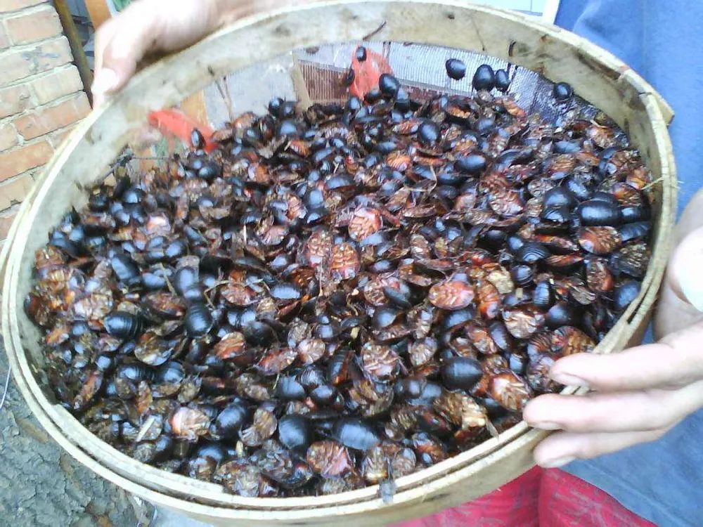 俗称“土鳖”，过去农村土房子里一挖一窝，如今40元一斤成稀罕货