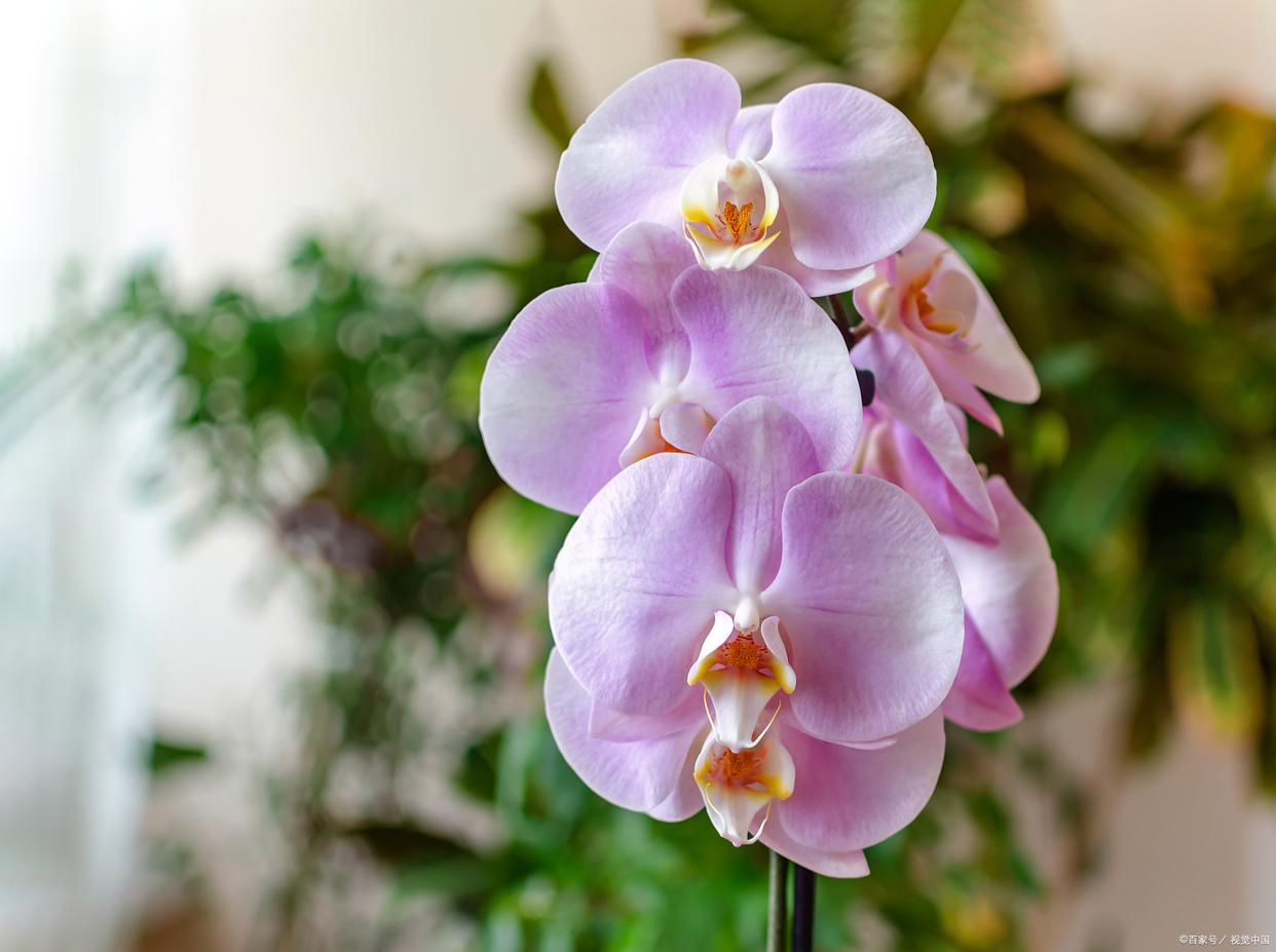 蝴蝶兰的花苞枯萎怎么解决,蝴蝶兰开花后茎干枯怎么回事