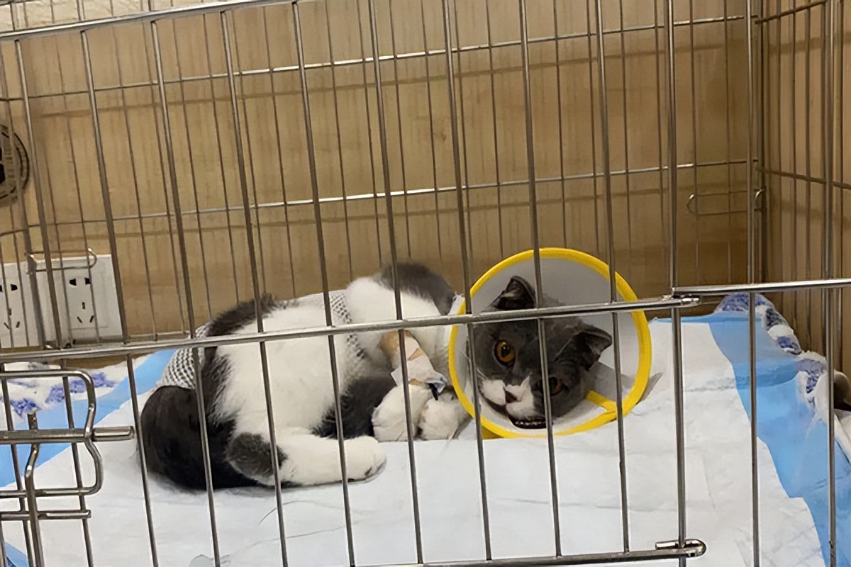 宠物医院的高端技术,宠物医院改进方案