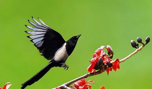 面包夹知识,面包夹心冷知识